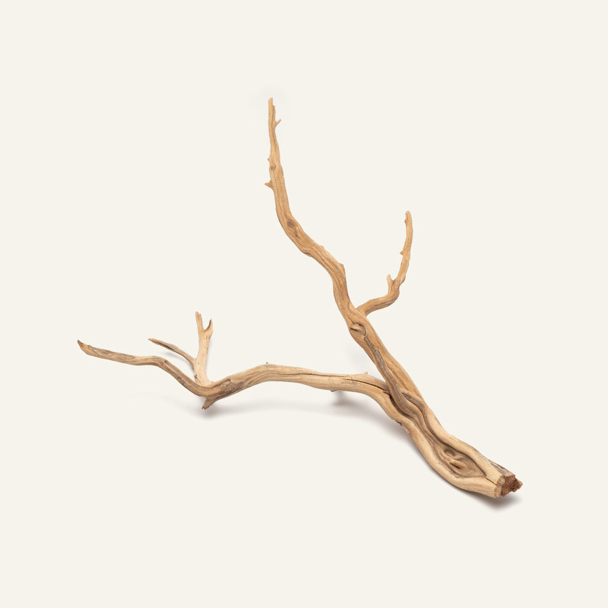 Ghost Wood Driftwood for Planted Aquarium Tank, Terrarium and Vivarium