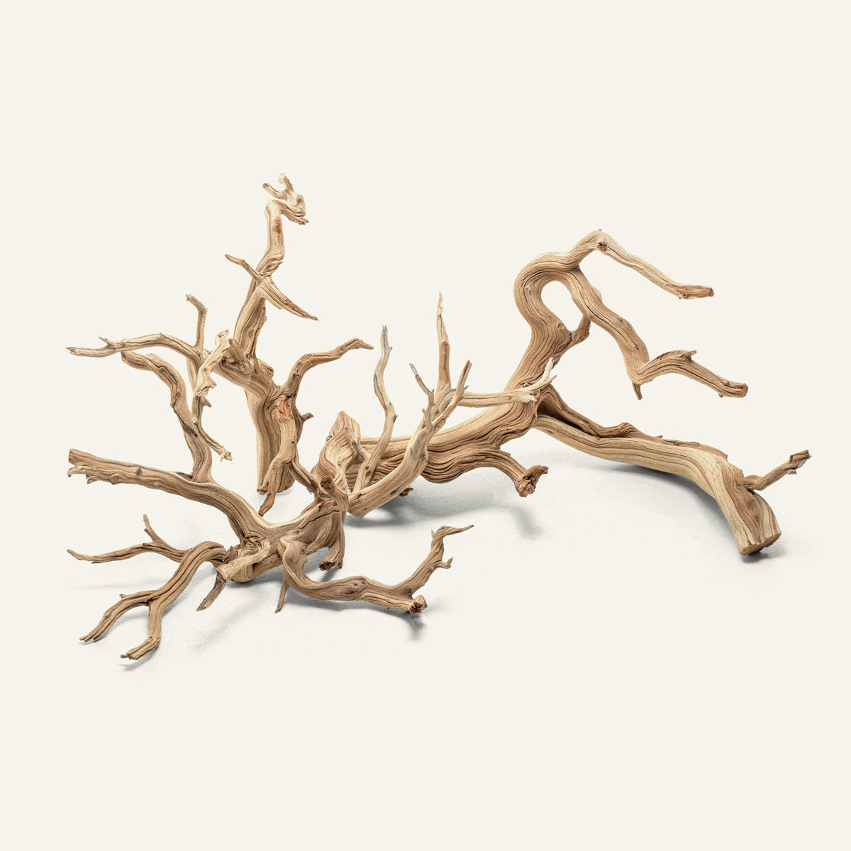 Ghost Wood Driftwood for Planted Aquarium Tank, Terrarium and Vivarium