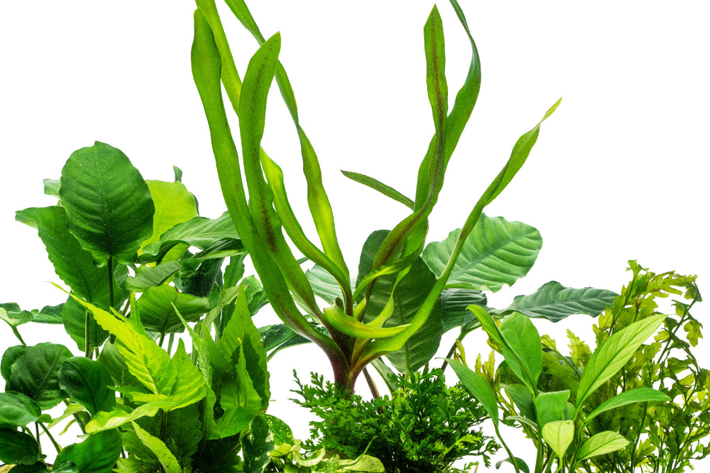 Glass Aqua African Aquarium Biotope Plant Pack
