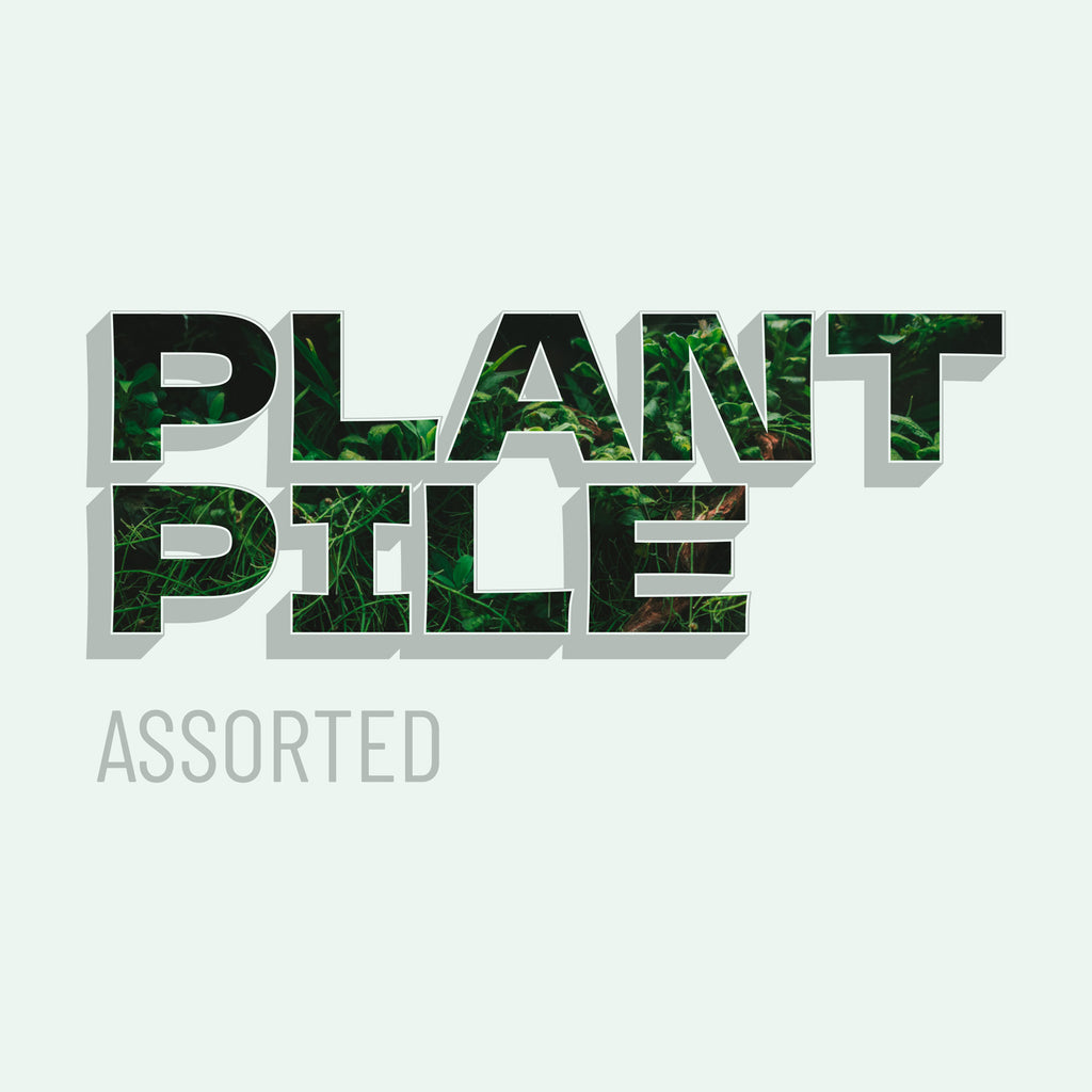 Planted Aquarium Tank Live Easy Beginner Aquatic Plant Pile Value Pack Bundle - Glass Aqua