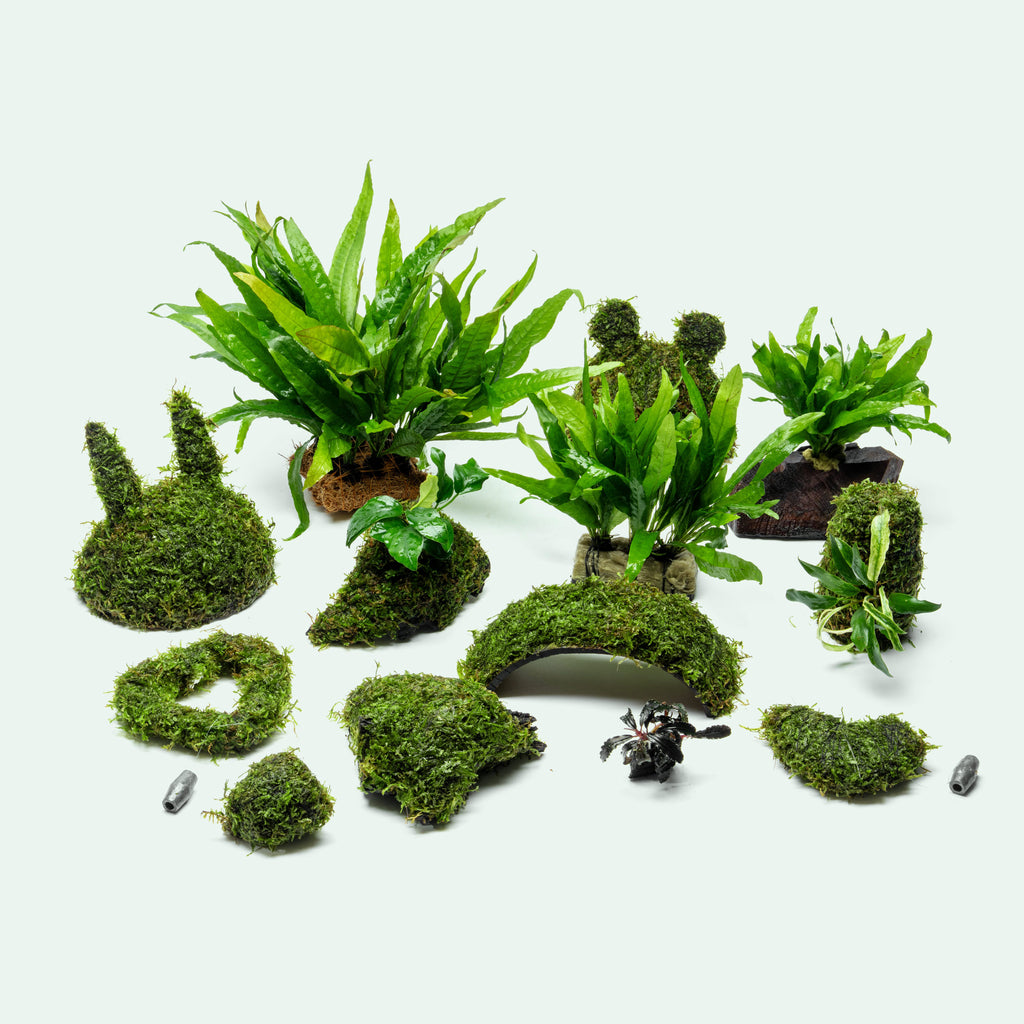 Assorted Plant Decor Bundle