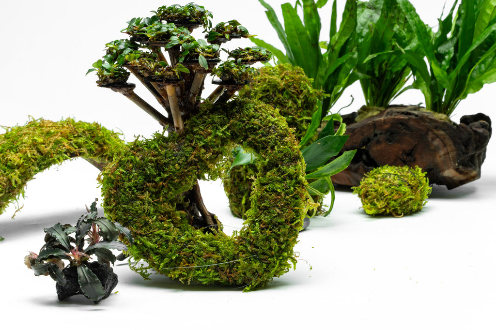 Glass Aqua Aquarium Plant Natural Decor