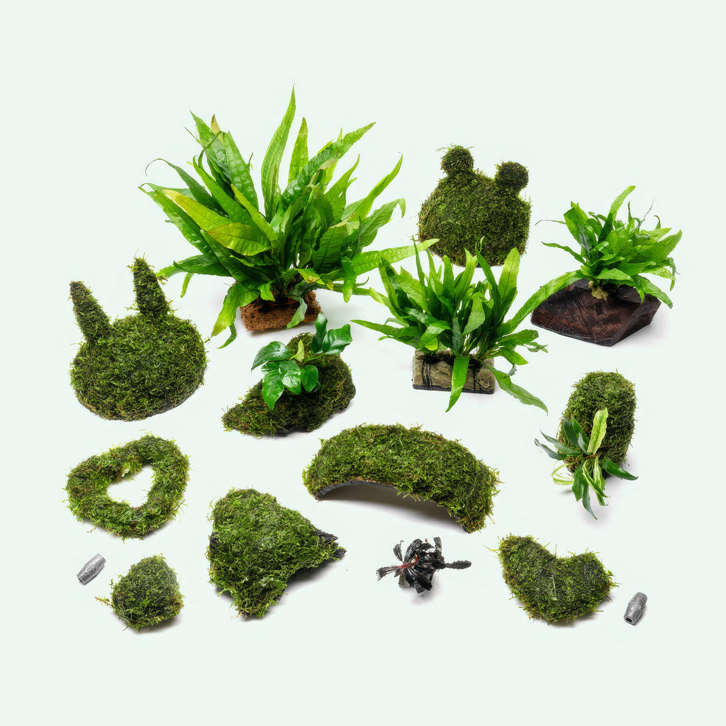 Assorted Plant Decor Bundle
