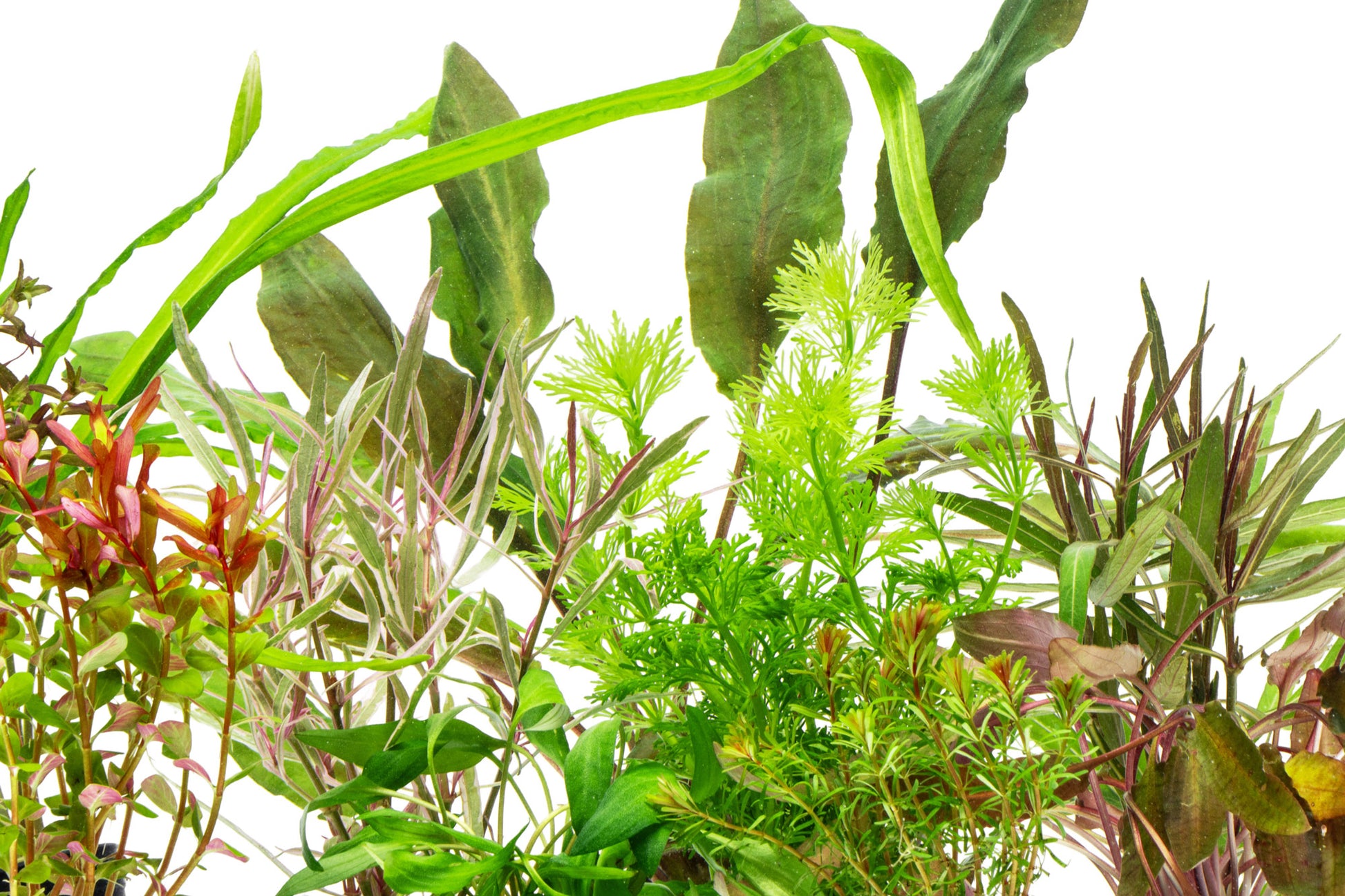 Glass Aqua Asian Aquarium Biotope Plant Pack