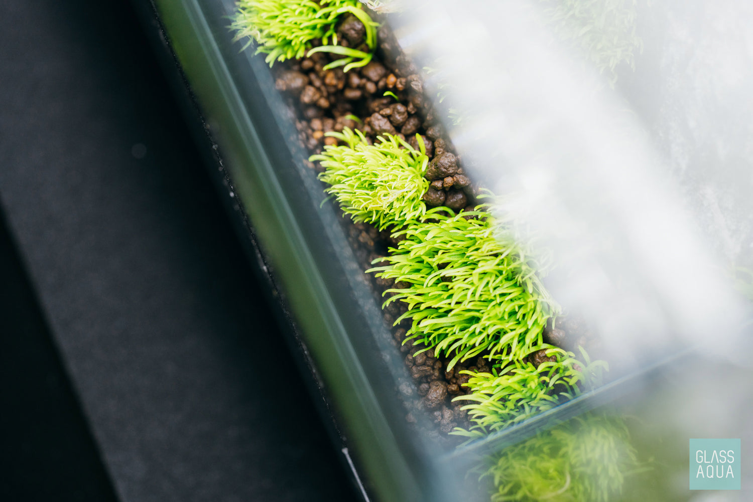 Utricularia Graminifolia - Value Pack | UG - Carpet Plants - Glass Aqua