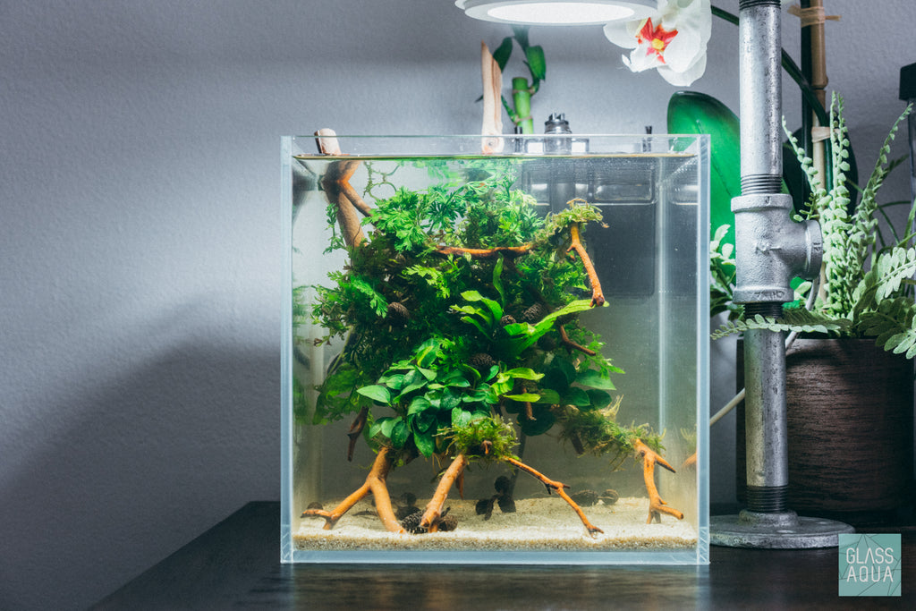 Low tech betta fish tank in a rimless cube aquarium