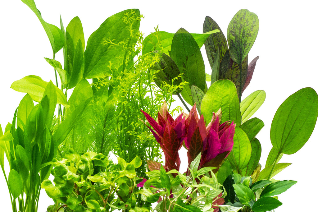 Glass Aqua South American Aquarium Biotope Plant Pack