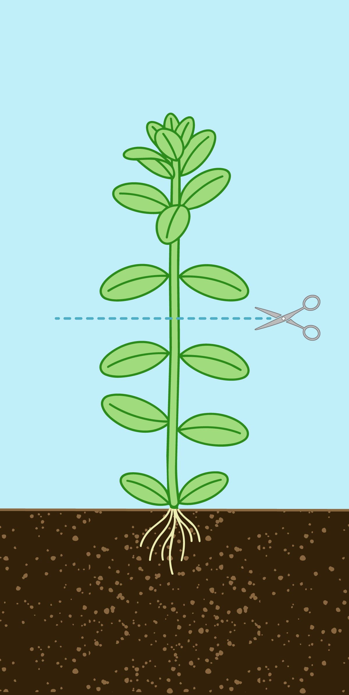 Glass Aqua Planted Aquarium Tank Aquatic Stem Plant Trimming Guide