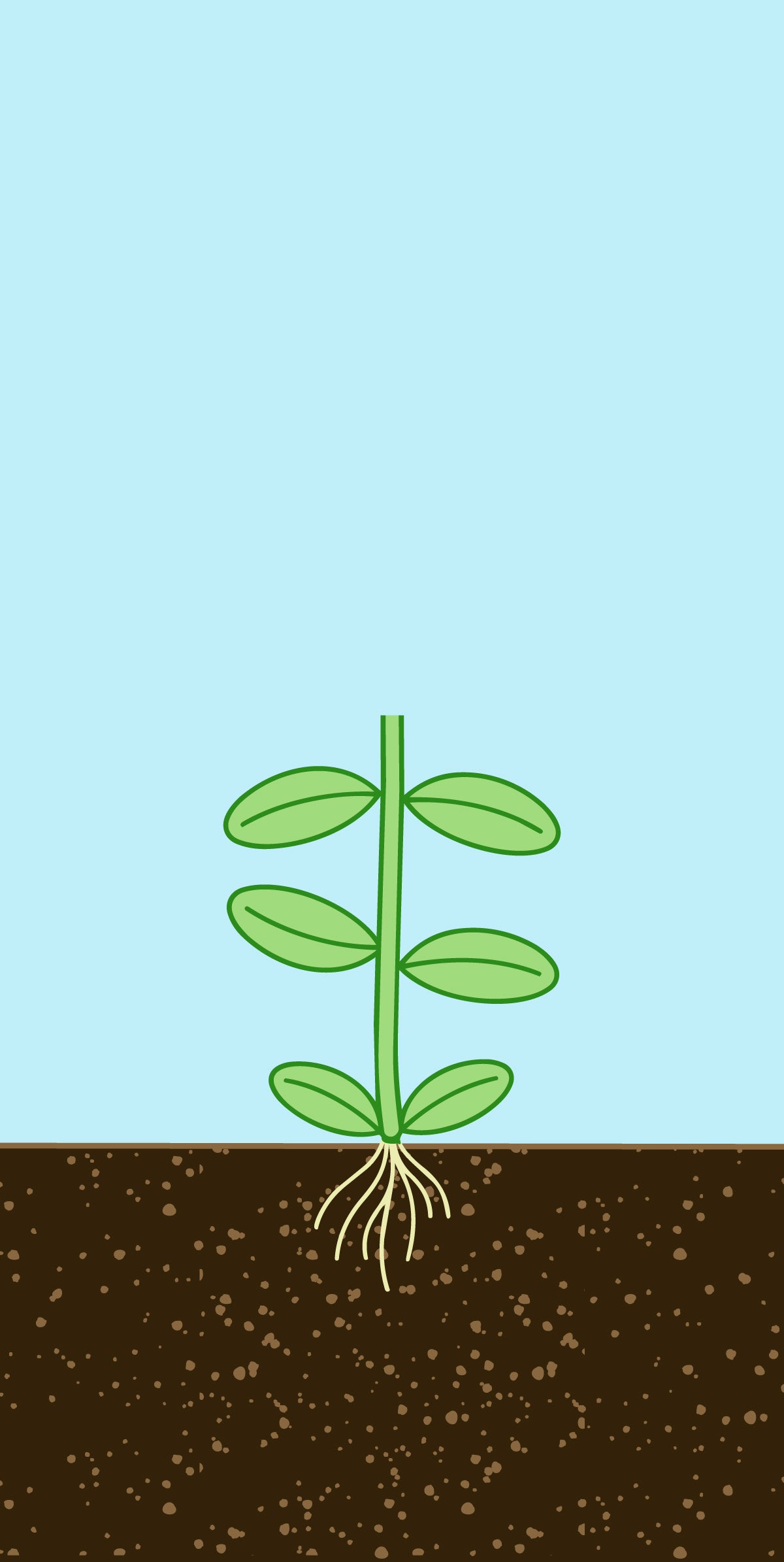 Glass Aqua Planted Aquarium Tank Aquatic Stem Plant Trimming Guide