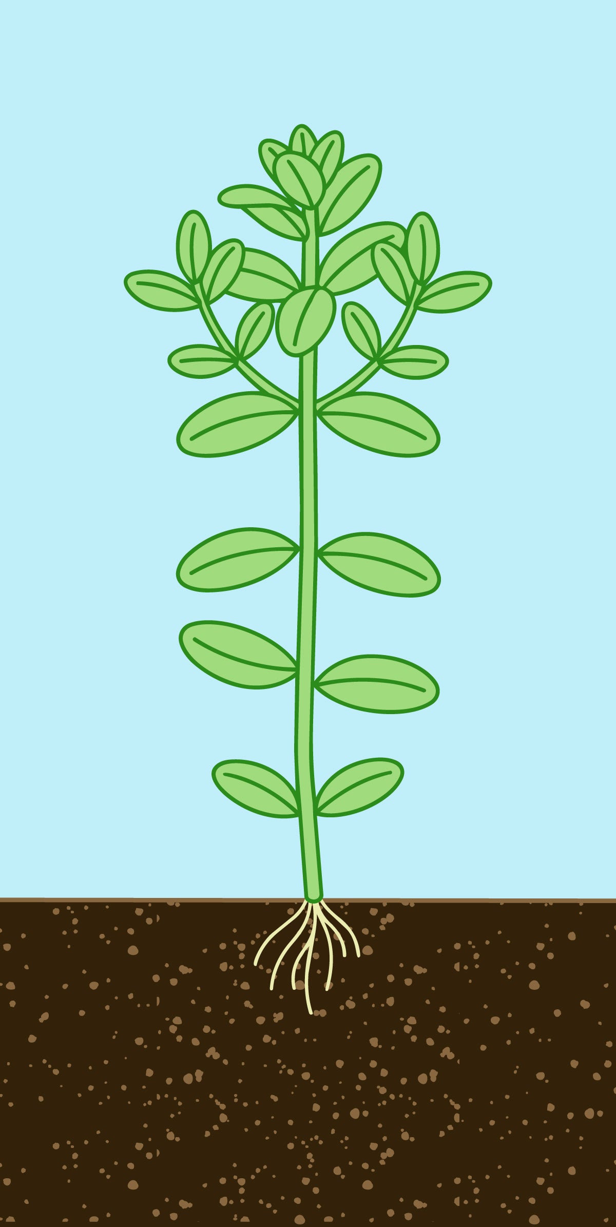 Glass Aqua Planted Aquarium Tank Aquatic Stem Plant Trimming Guide