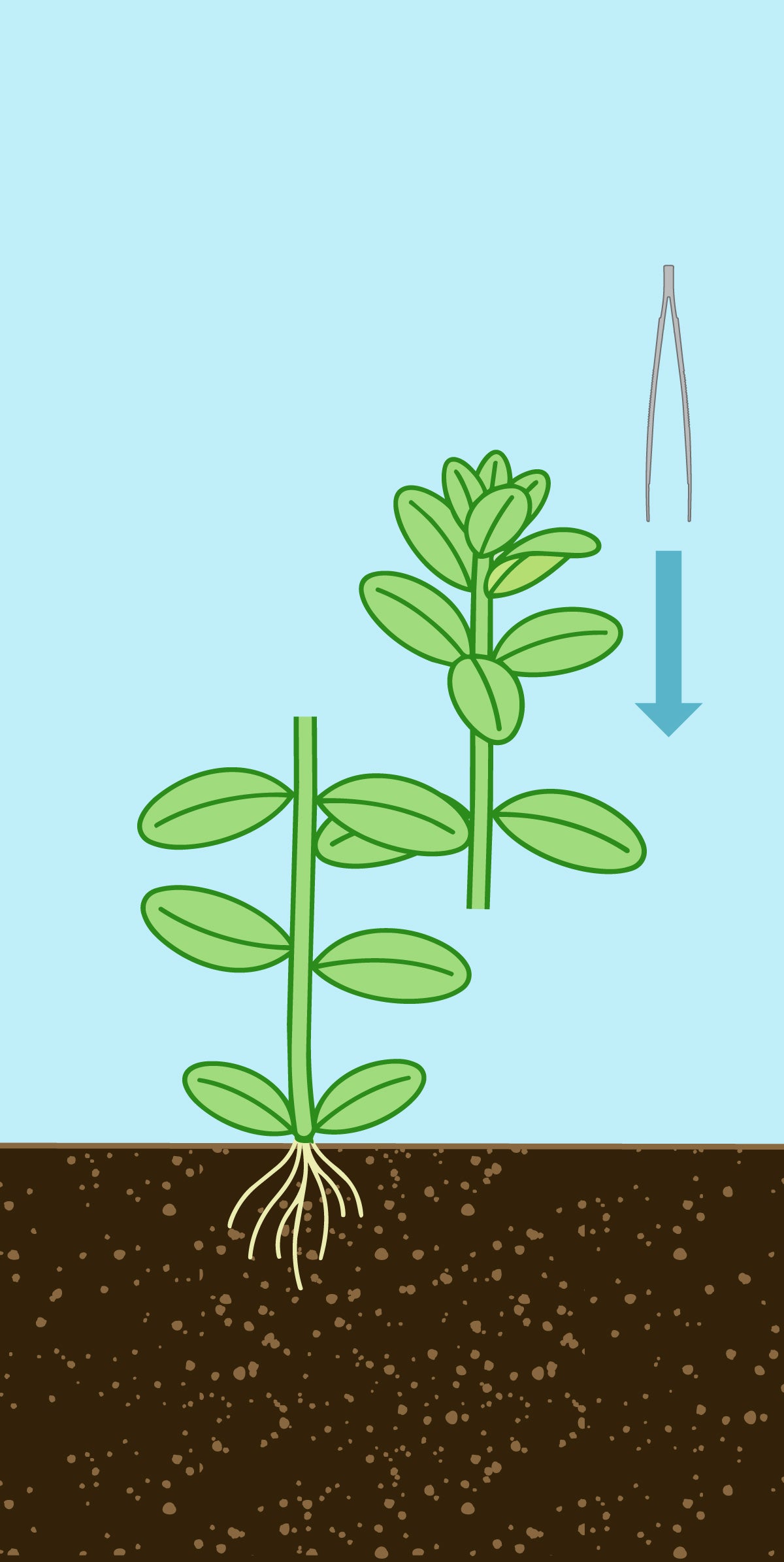 Glass Aqua Planted Aquarium Tank Aquatic Stem Plant Trimming Guide