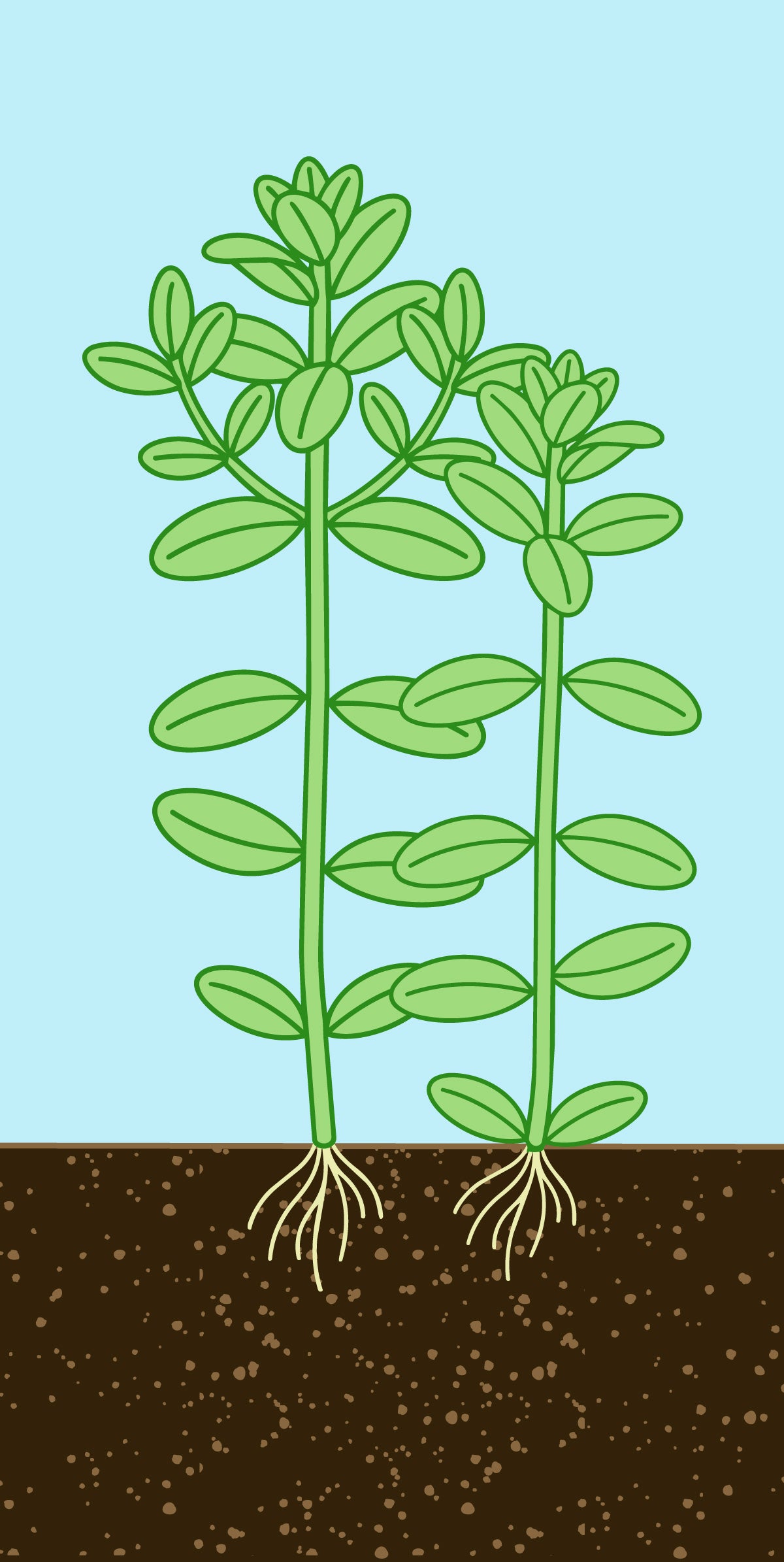 Glass Aqua Planted Aquarium Tank Aquatic Stem Plant Trimming Guide