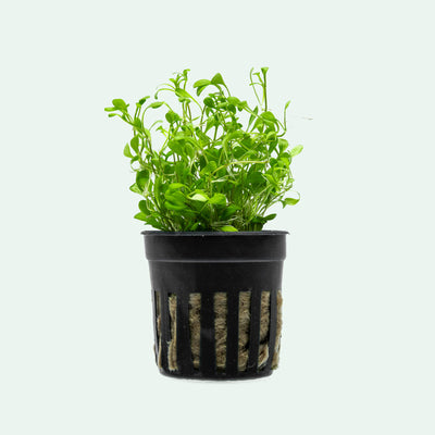 Glossostigma Elatinoides - Glosso Carpet Aquarium Plant | Glass Aqua