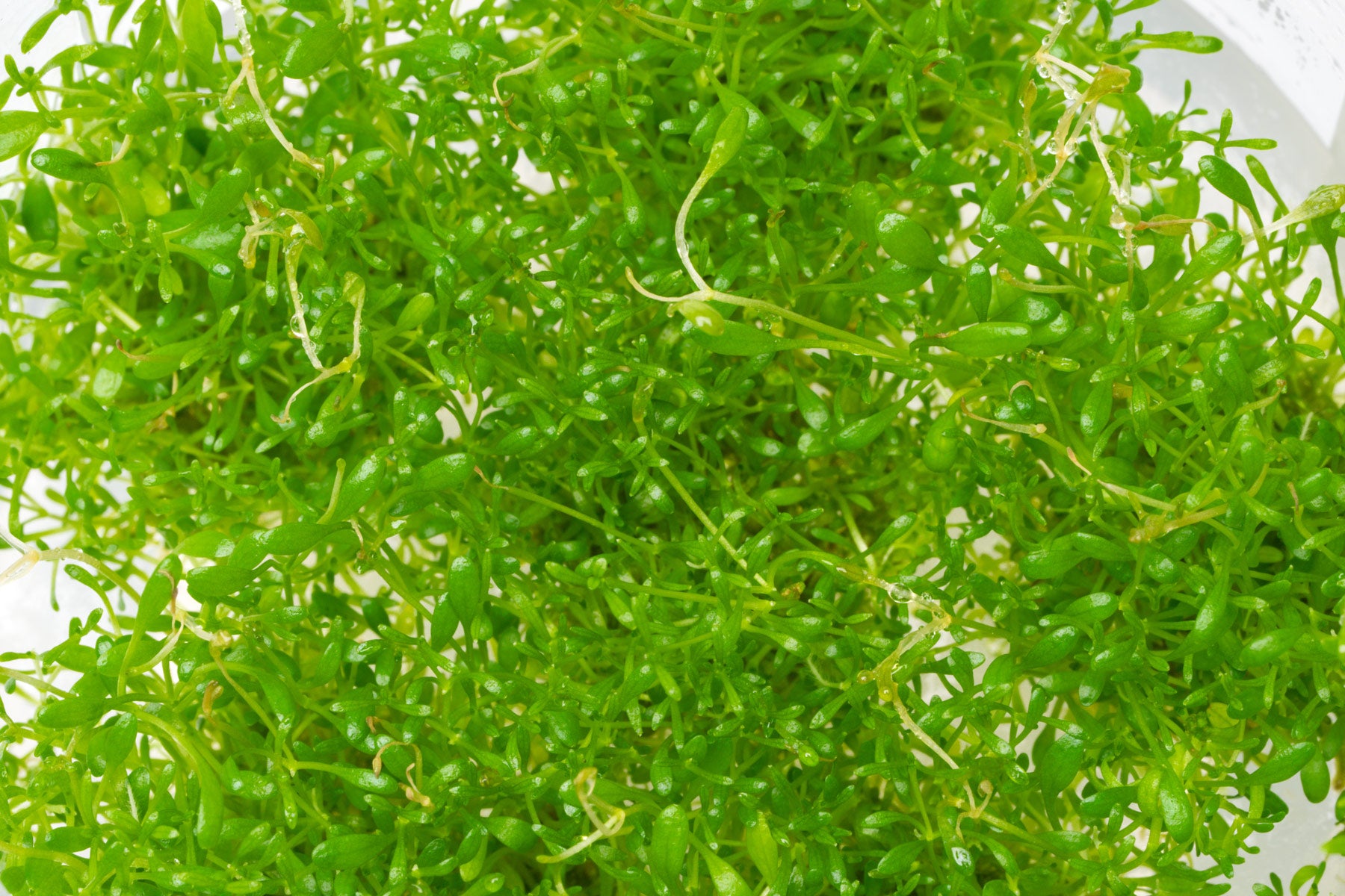 Glossostigma Elatinoides - Glass Aqua