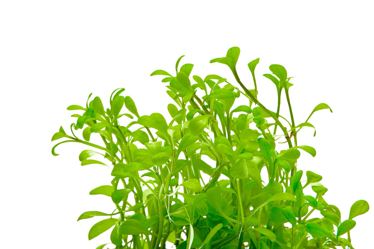Glossostigma Elatinoides - Glass Aqua