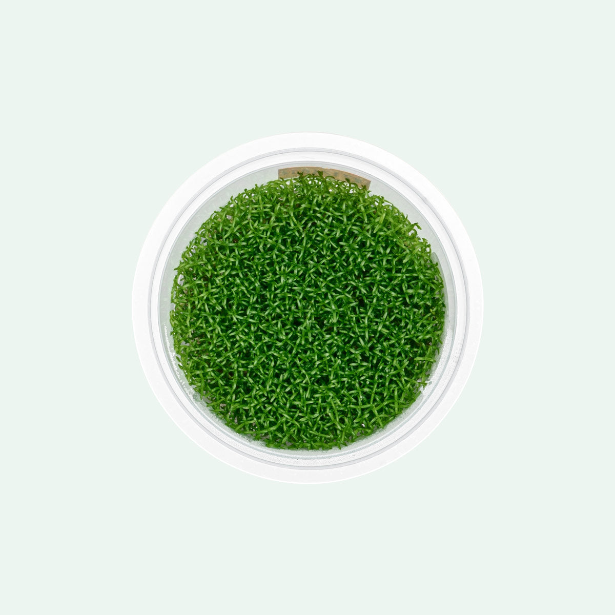 Hedyotis Salzmannii Beginner Stem Plant | Aquarium Plants - Glass Aqua