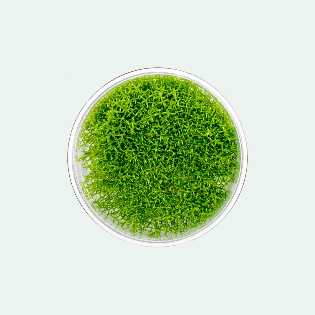 Hedyotis Salzmannii Beginner Stem Plant | Aquarium Plants - Glass Aqua
