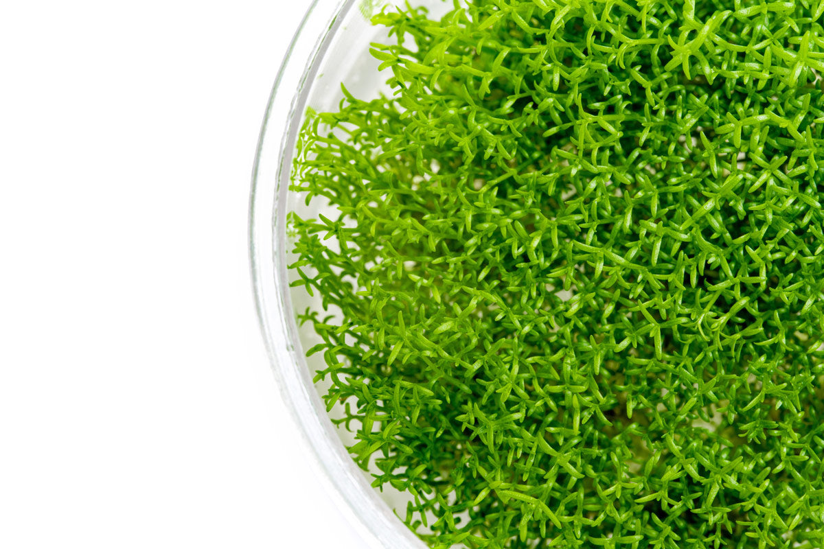 Hedyotis Salzmannii Beginner Stem Plant | Aquarium Plants - Glass Aqua