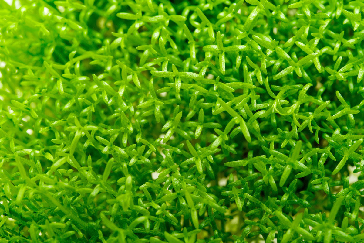 Hedyotis Salzmannii Beginner Stem Plant | Aquarium Plants - Glass Aqua