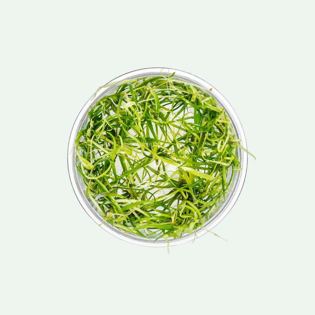 Helanthium Tenellum Micro live aquatic plant in tissue culture form