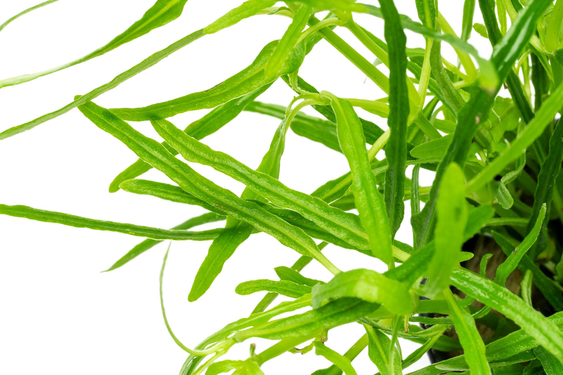 Hemigraphis Repanda Green Wabi Kusa Plant - Shop Easy Terrarium