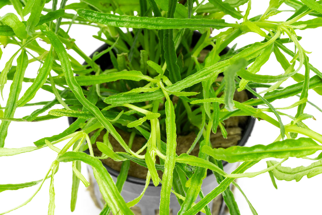 Hemigraphis Repanda Green - Glass Aqua