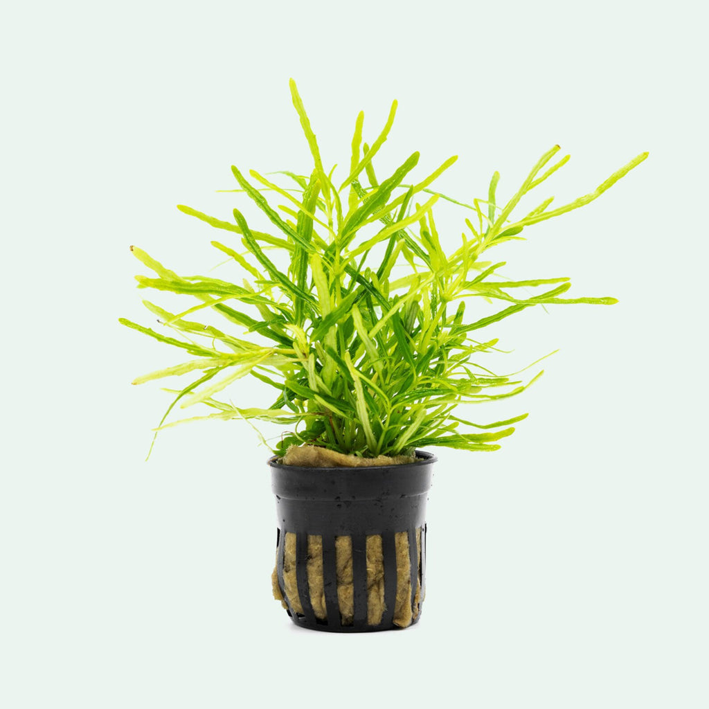 Hemigraphis Repanda Green - Glass Aqua