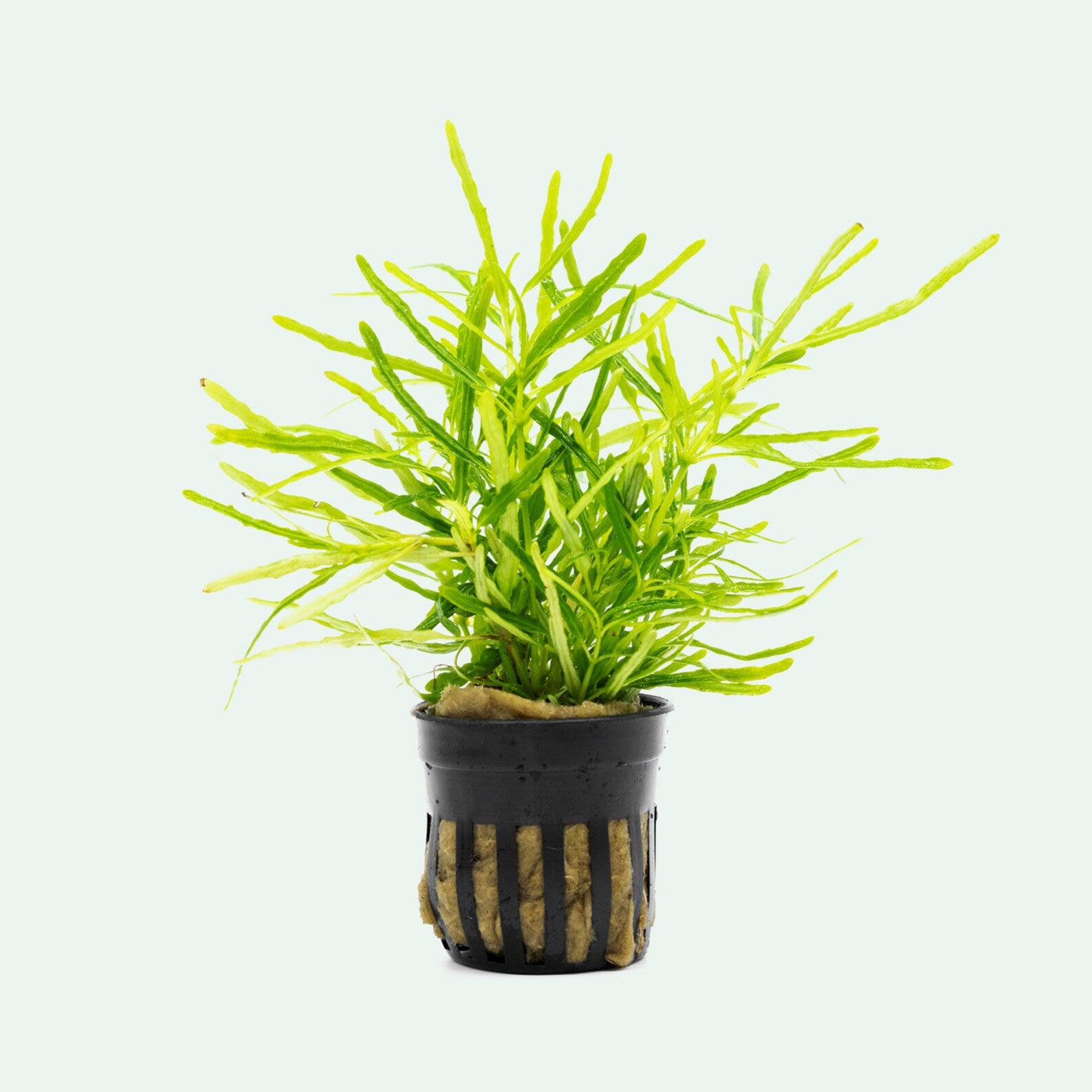 Hemigraphis Repanda Green - Glass Aqua