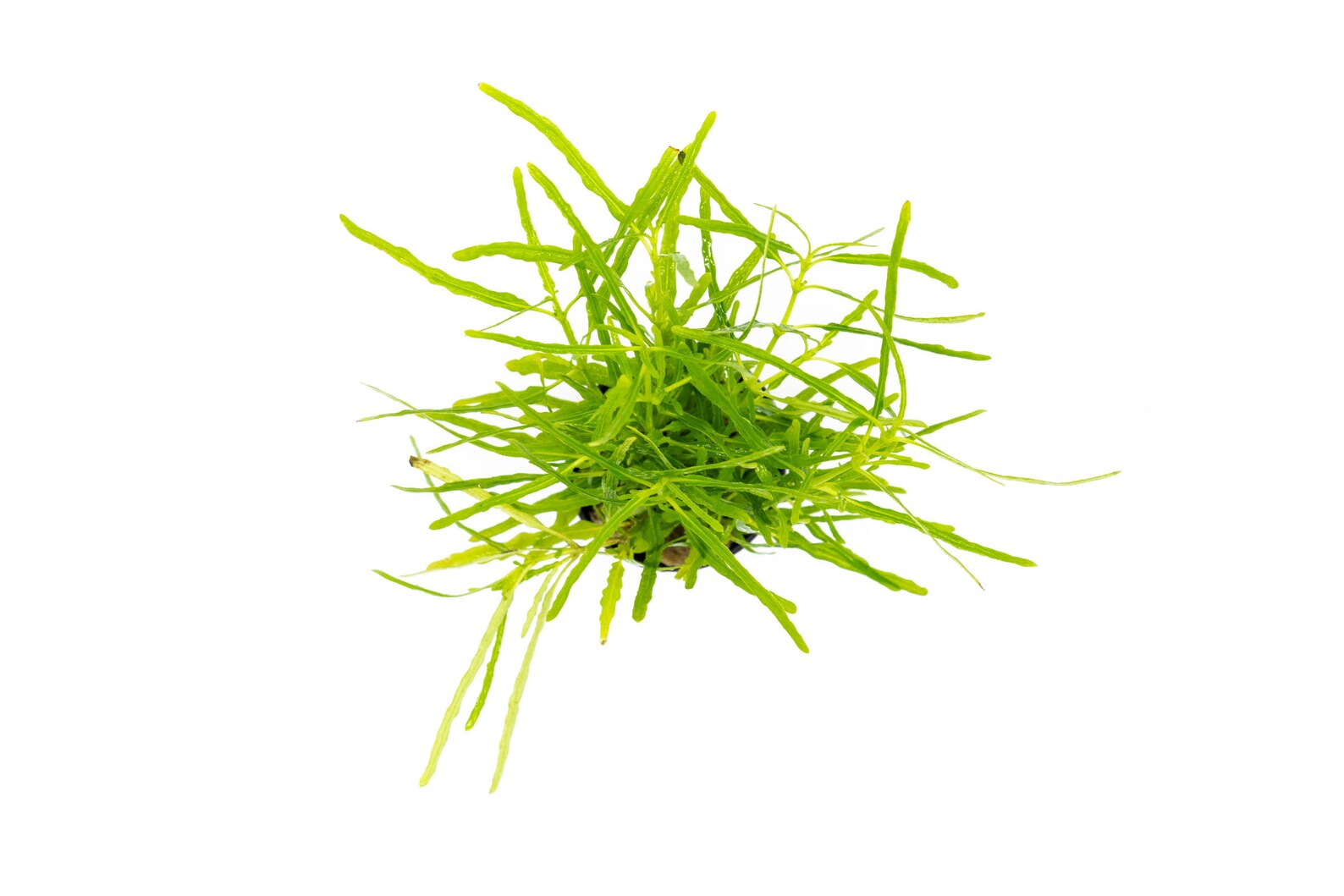 Hemigraphis Repanda Green - Glass Aqua