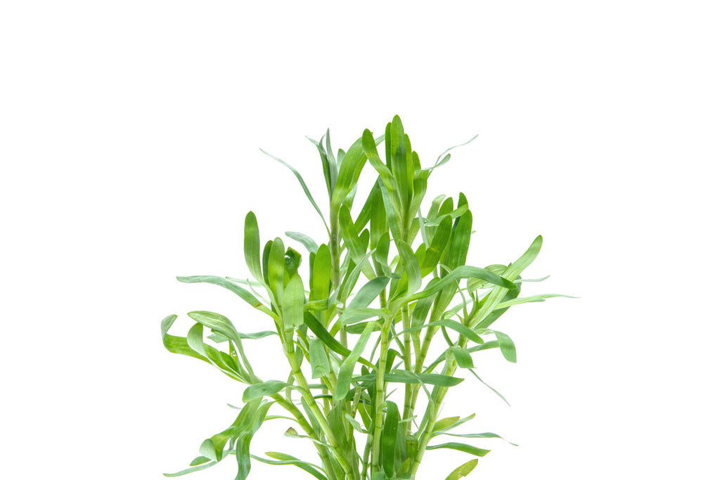 Stargrass plant for freshwater aquariums and planted tanks