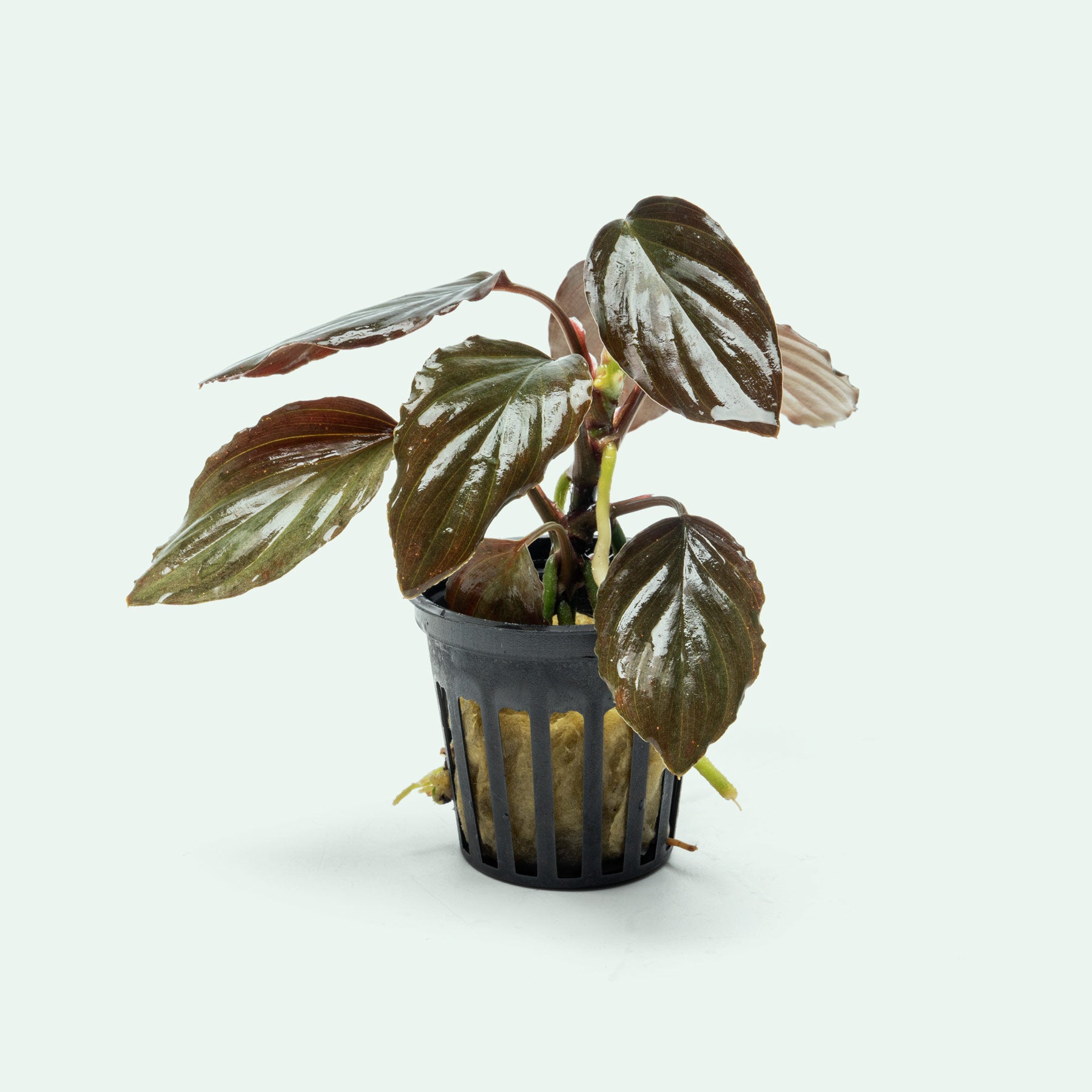 Homalomena Humilis - Glass Aqua