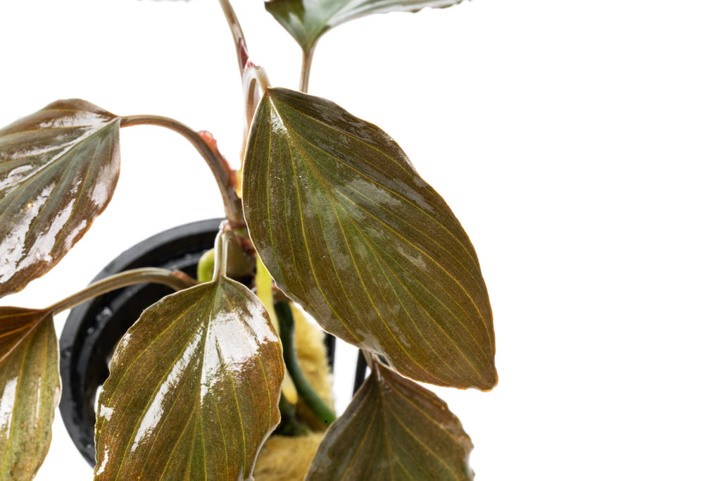 Homalomena Humilis - Glass Aqua