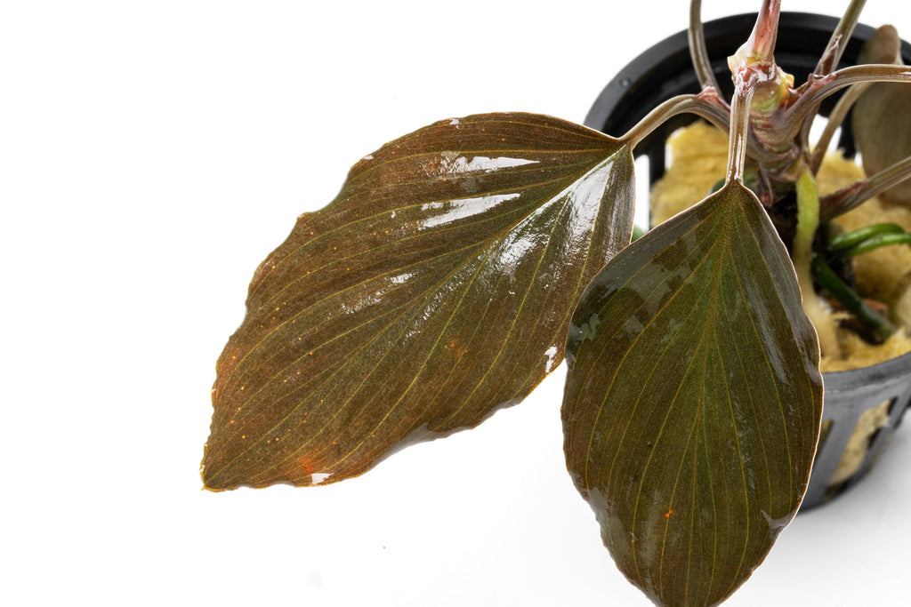 Homalomena Humilis - Glass Aqua