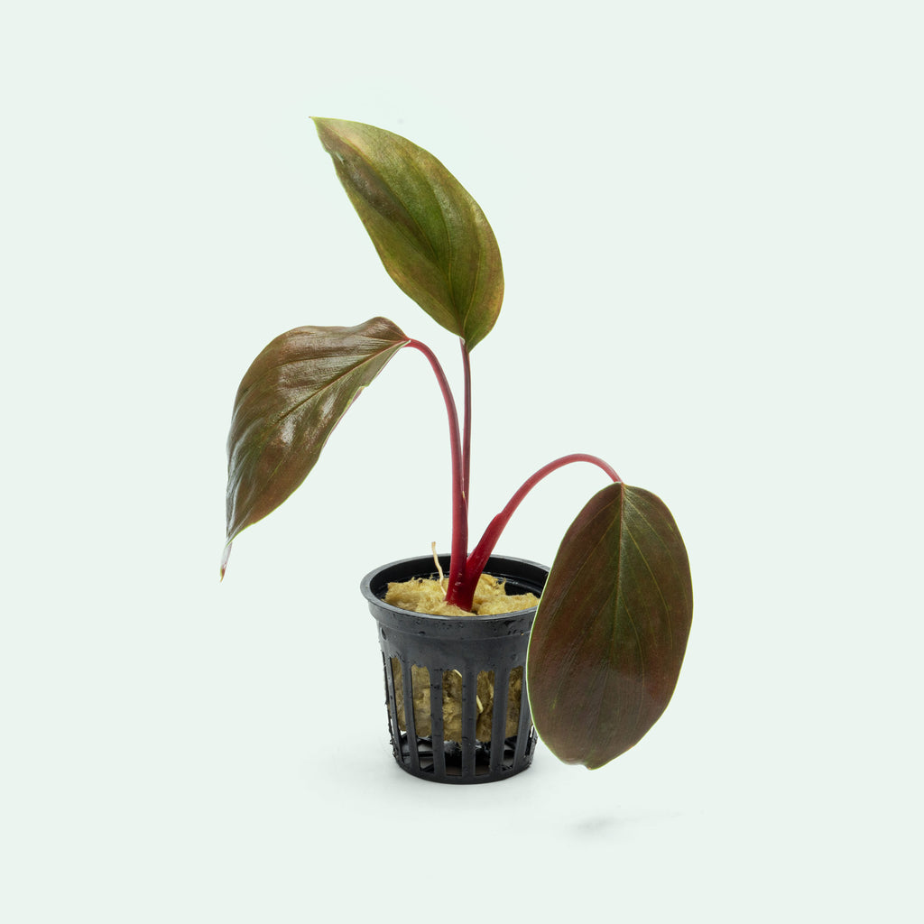 Homalomena Insignis - Glass Aqua