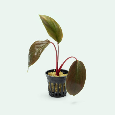 Homalomena Insignis - Glass Aqua