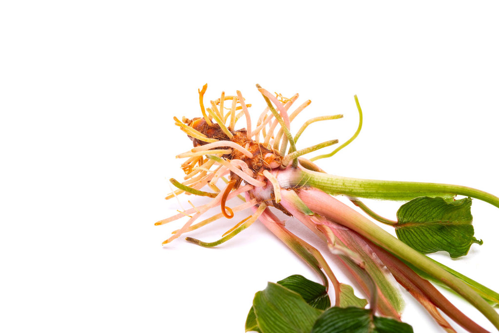 Homalomena sp. Papua | Shop Rare Tropical Aroids - Glass Aqua