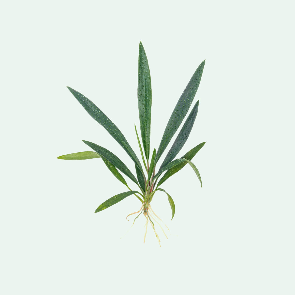 Unique homalomena plant for terrariums, paludariums and vivariums