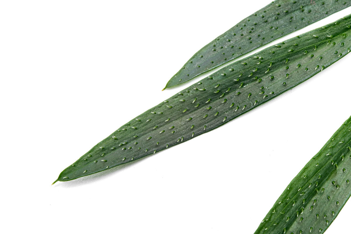 Unique homalomena plant for terrariums, paludariums and vivariums