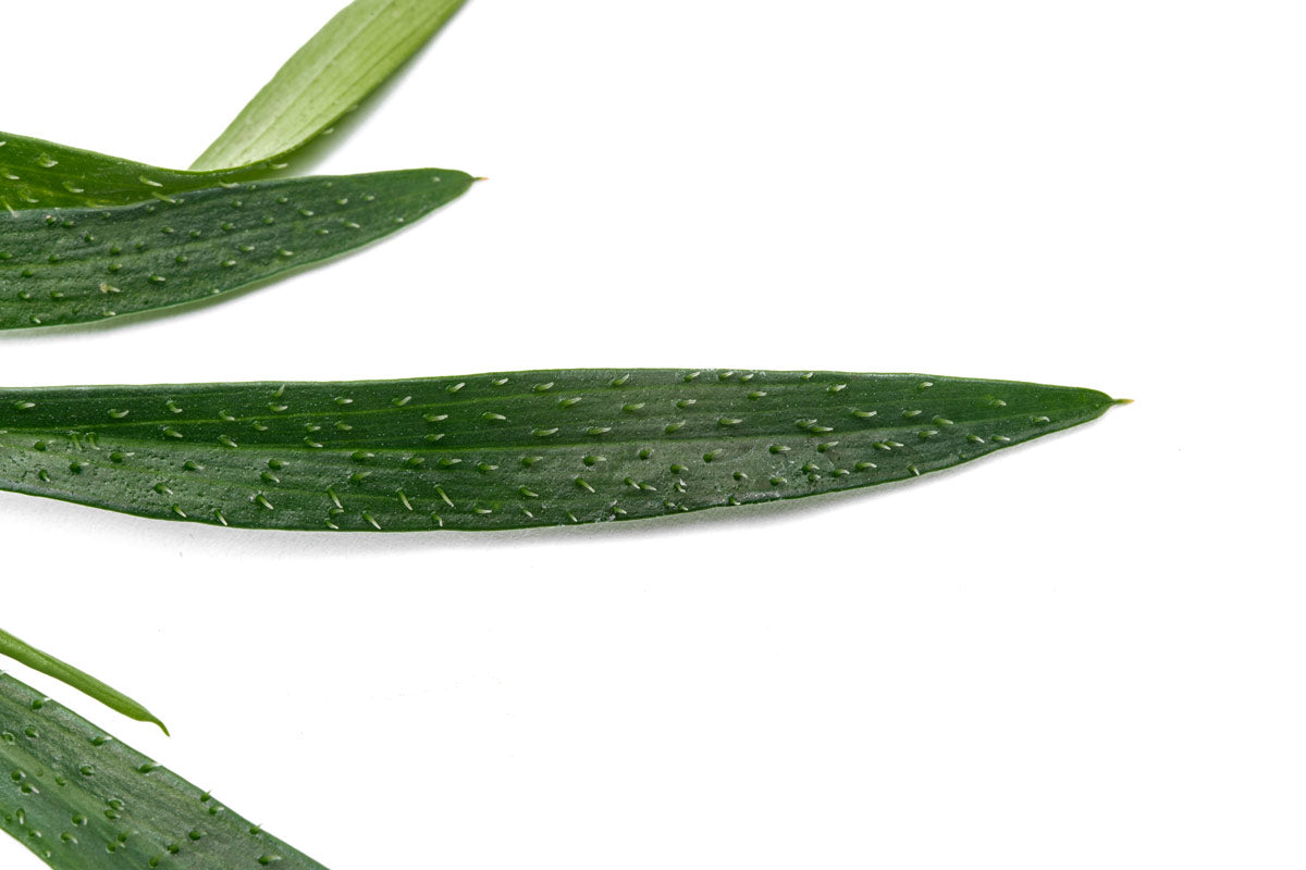 Homalomena Sub Hasei - Rare Tropical Aroid | Glass Aqua