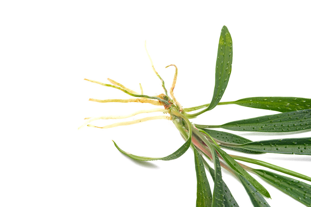 Unique homalomena plant for terrariums, paludariums and vivariums