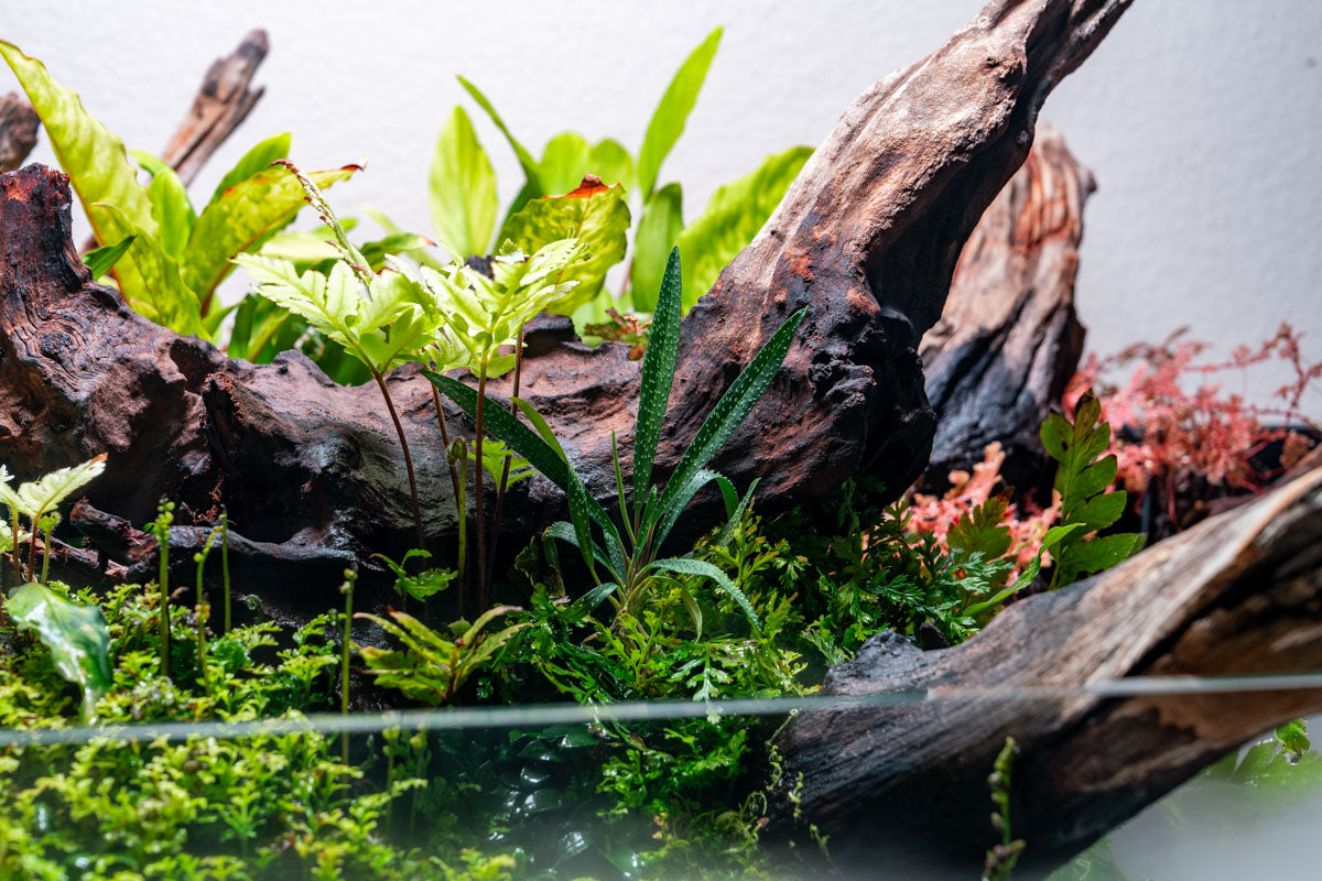 Homalomena Sub Hasei - Rare Tropical Aroid | Glass Aqua