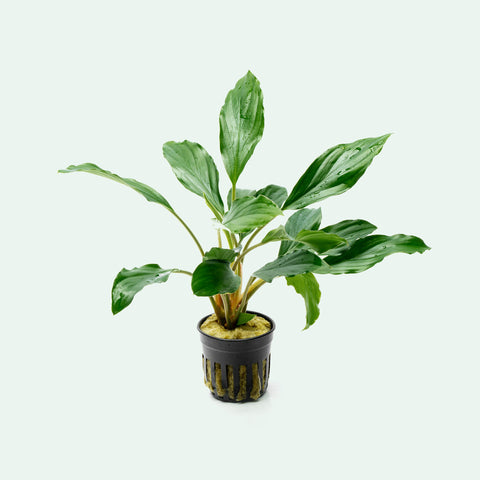 Homalomena sp. Broad Cuneate (Red Stem) | Shop Live Plants - Glass Aqua