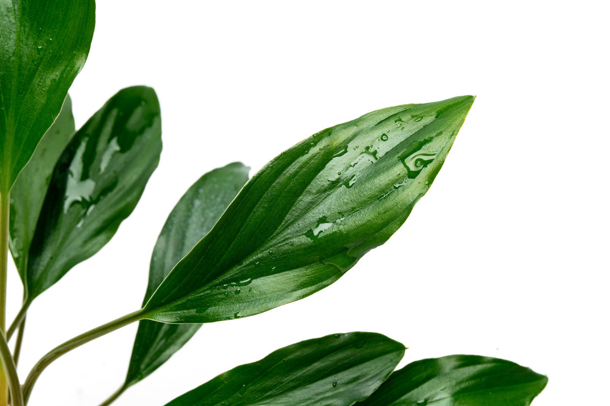Homalomena sp. Broad Cuneate (Red Stem) | Shop Live Plants - Glass Aqua