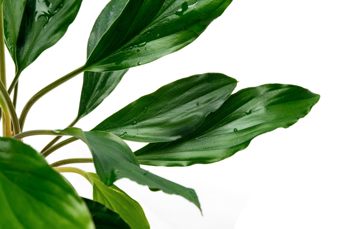 Homalomena sp. Broad Cuneate (Red Stem) | Shop Live Plants - Glass Aqua