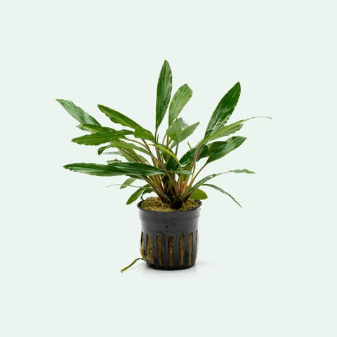 Homalomena Sekadau South Narrow | Shop Live Aquatic Plants - Glass Aqua