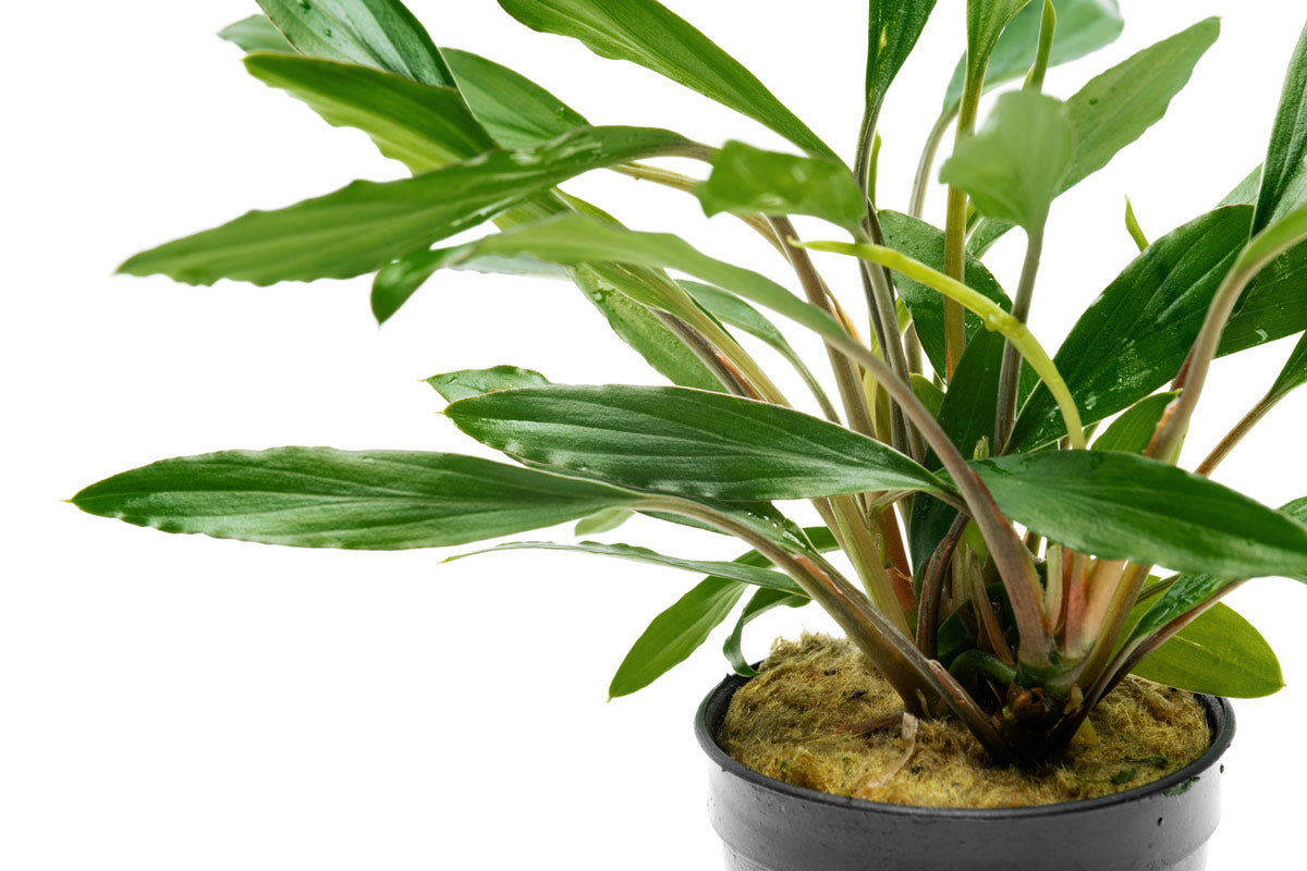 Homalomena Sekadau South Narrow | Shop Live Aquatic Plants - Glass Aqua