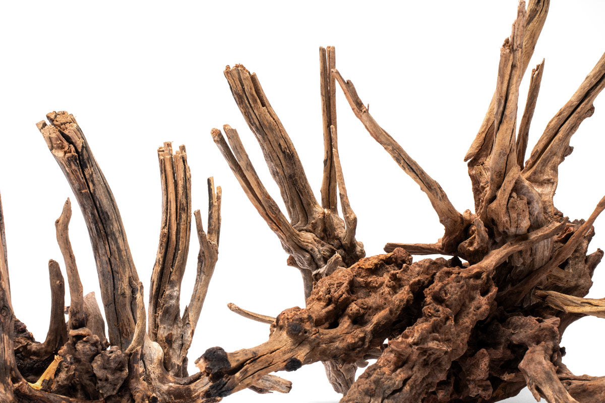 Detail shot of nano horn wood for aquascaping and planted aquariums