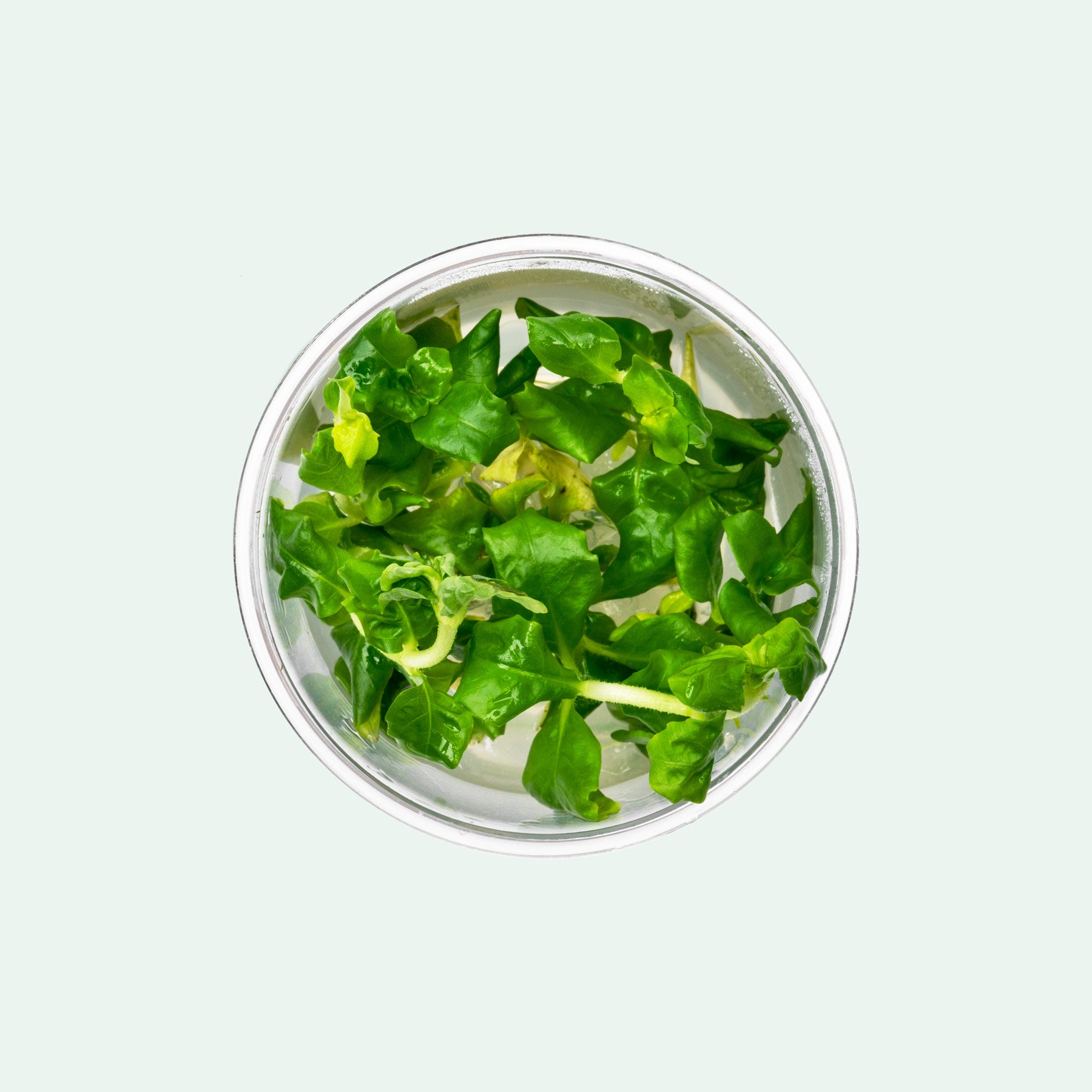 Hottonia Palustris Tissue Culture - Glass Aqua