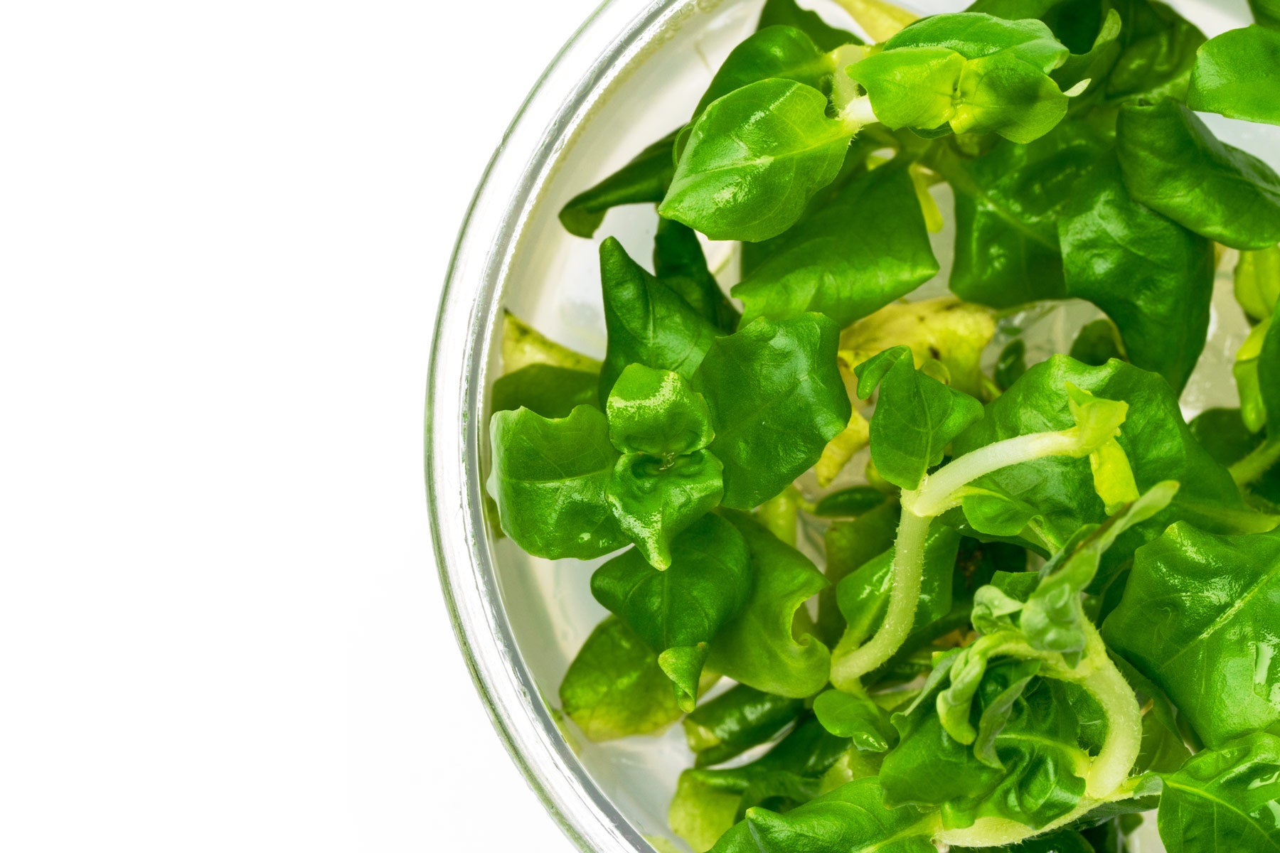 Hottonia Palustris Tissue Culture - Glass Aqua