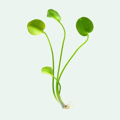 Water Poppy aquatic plant for ponds and planted aquariums